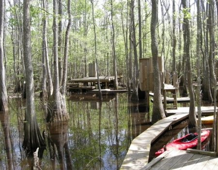 beaver lodge, platform through trees